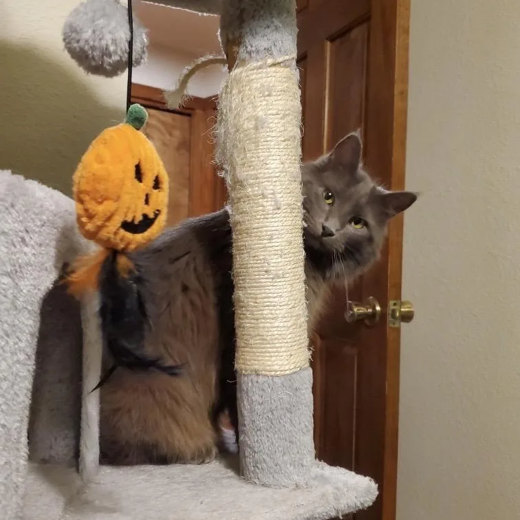 Lavender thumbnail 5