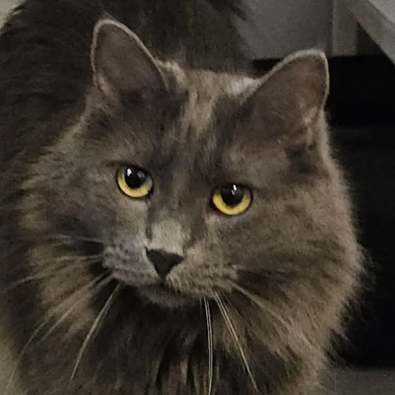 Lavender thumbnail 6