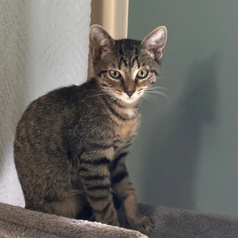 A baby small-sized male Brown / Chocolate Domestic Short Hair cat named Heath Bar for adoption in TITUSVILLE, FL