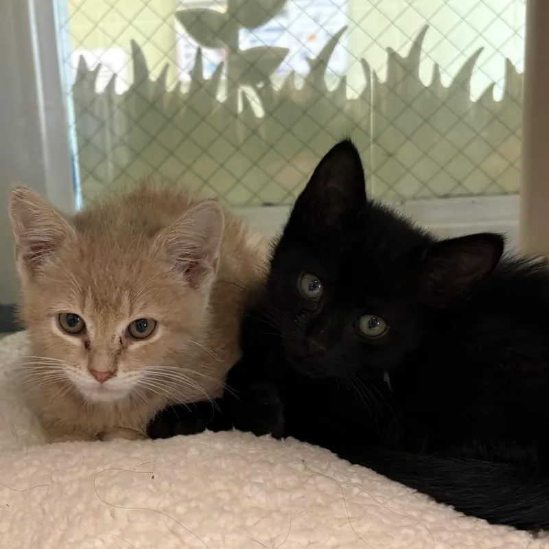 A baby small-sized male Black Domestic Short Hair cat named Burnt Ends for adoption in East Hanover, NJ