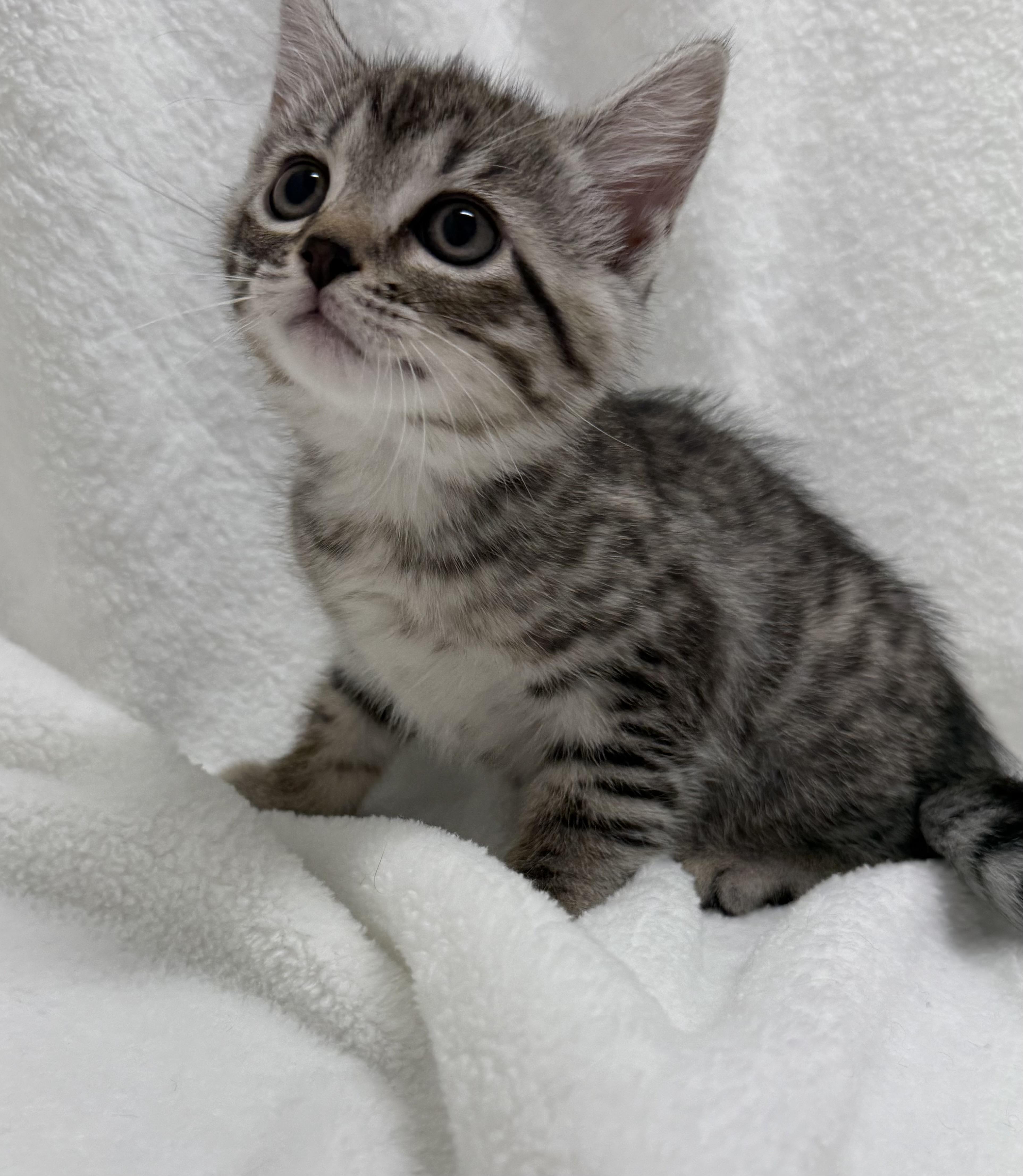 A baby medium-sized female Tabby (Brown / Chocolate) Domestic Short Hair cat named Muffin for adoption in Greensboro, NC