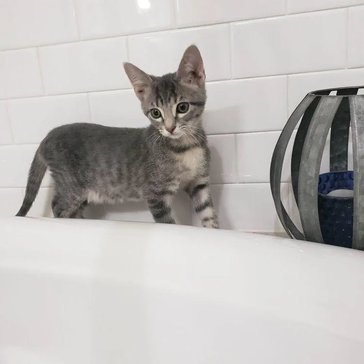 A baby medium-sized male Tabby (Gray / Blue / Silver) American Shorthair cat named Bud for adoption in Richardson, TX