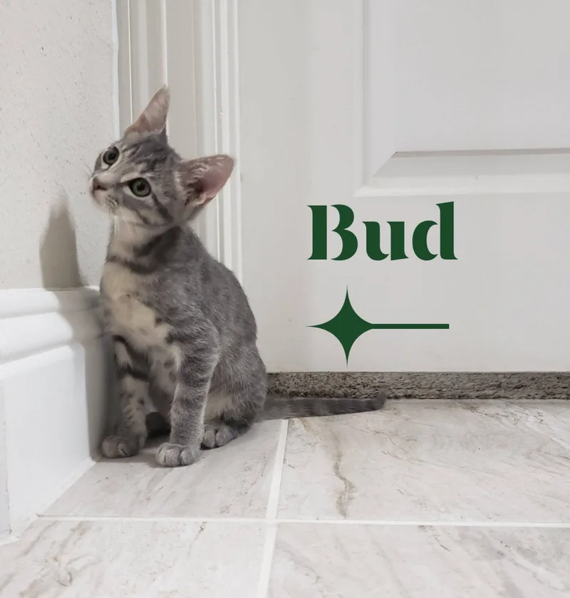 Bud thumbnail 2
