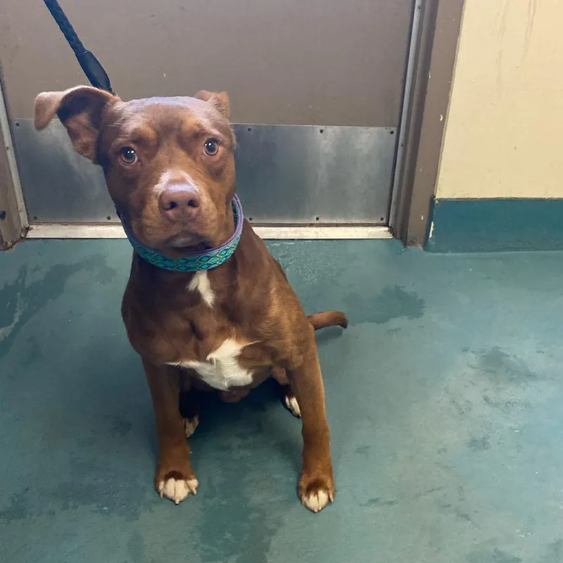 A young medium-sized male Brown / Chocolate Mixed Breed dog named Einstein for adoption in Memphis, TN