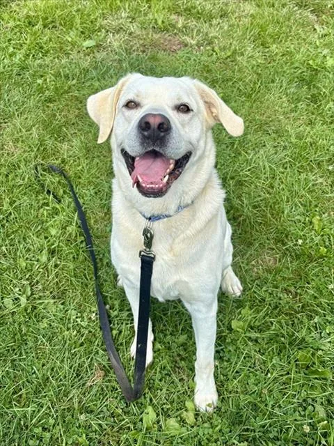 A young large-sized male Labrador Retriever dog named Cooper for adoption in Aliquippa, PA