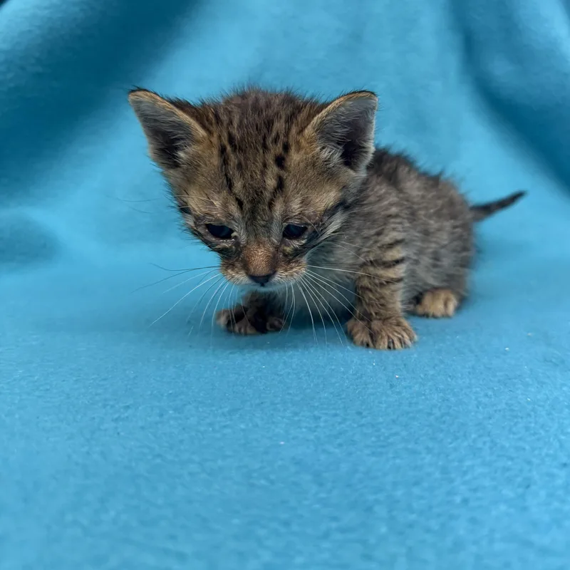 A baby medium-sized male Tabby (Brown / Chocolate) Domestic Short Hair cat named Squirt for adoption in Oakdale, CA