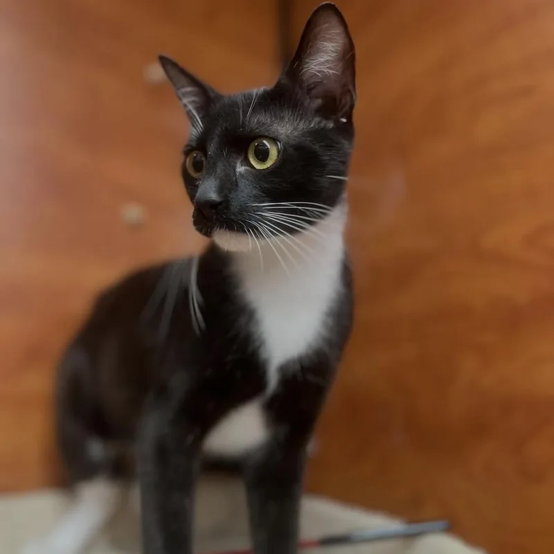 A young medium-sized male Black & White / Tuxedo Domestic Short Hair cat named Suits for adoption in Santa Ana, CA