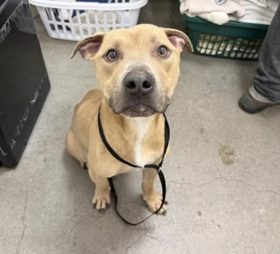 An adult medium-sized male Apricot / Beige Pit Bull Terrier dog named Rascal for adoption in Berkeley, CA