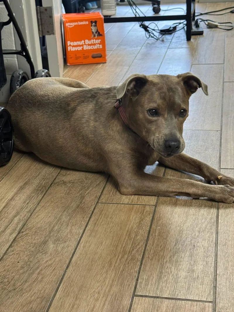 A young medium-sized female Staffordshire Bull Terrier dog named Jemma for adoption in Rowlett, TX