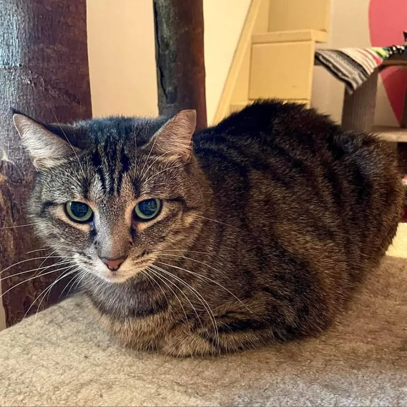 Shere Khan thumbnail 2