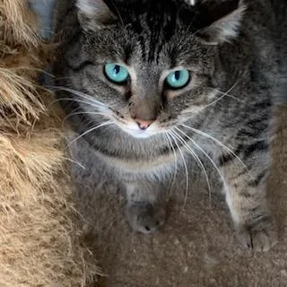 Shere Khan thumbnail 3