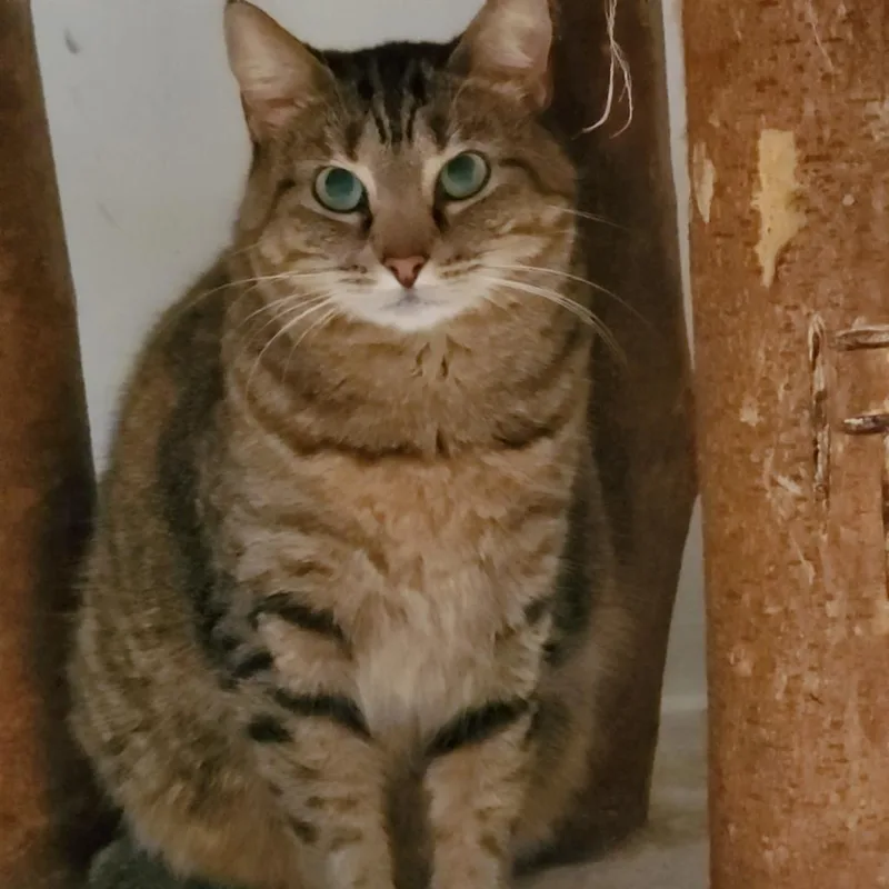 Shere Khan thumbnail 4