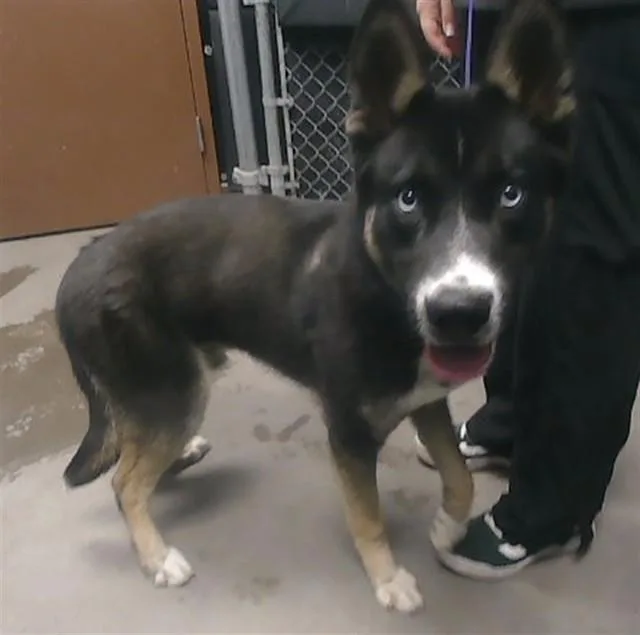 A young large-sized male German Shepherd Dog dog named Beerus for adoption in Phoenix, AZ
