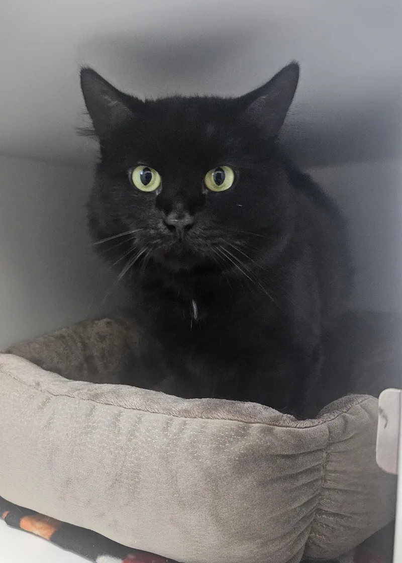 A young medium-sized female Domestic Medium Hair cat named Frappe for adoption in Fall River, MA