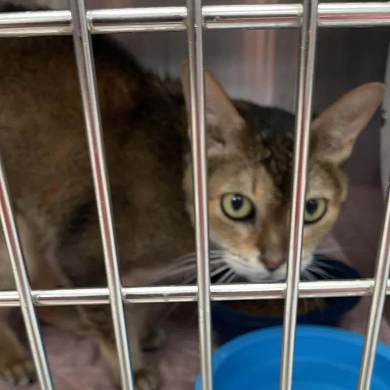 A senior medium-sized female Buff / Tan / Fawn Abyssinian cat named Marnie for adoption in Port Charlotte, FL