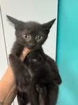A young medium-sized male Black Domestic Short Hair cat named Midnight for adoption in Chico, CA