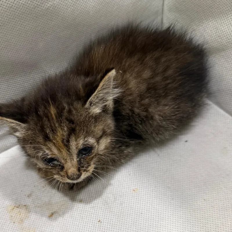A baby small-sized female Brown / Chocolate Domestic Short Hair cat named Elani for adoption in Upland, CA