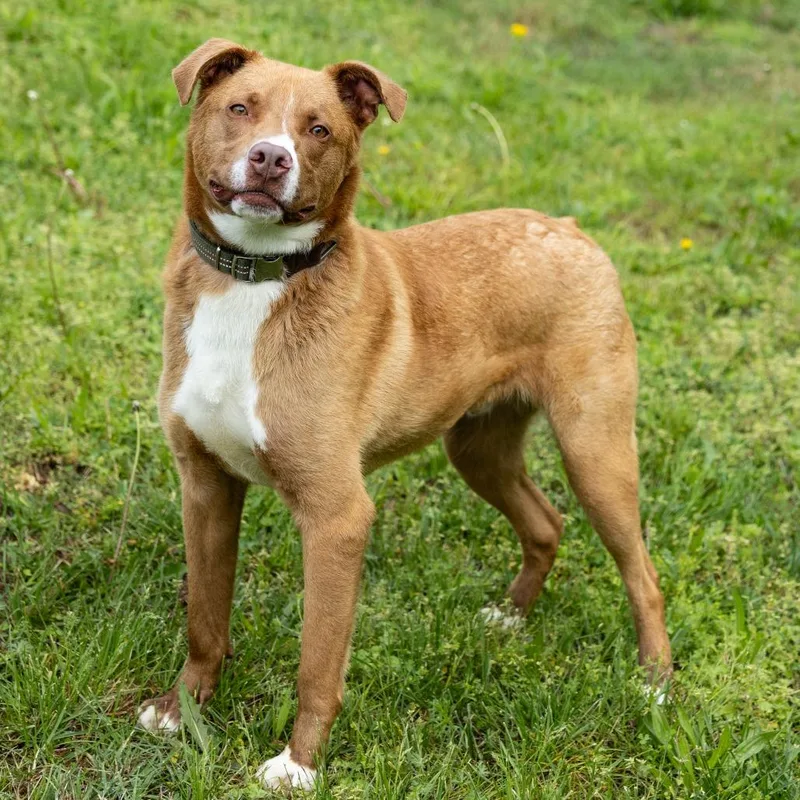 An adult large-sized male Golden Mixed Breed dog named Horton for adoption in Cape Girardeau, MO