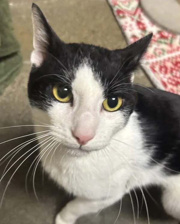 A young medium-sized male Domestic Short Hair cat named Von for adoption in Oceanside, CA