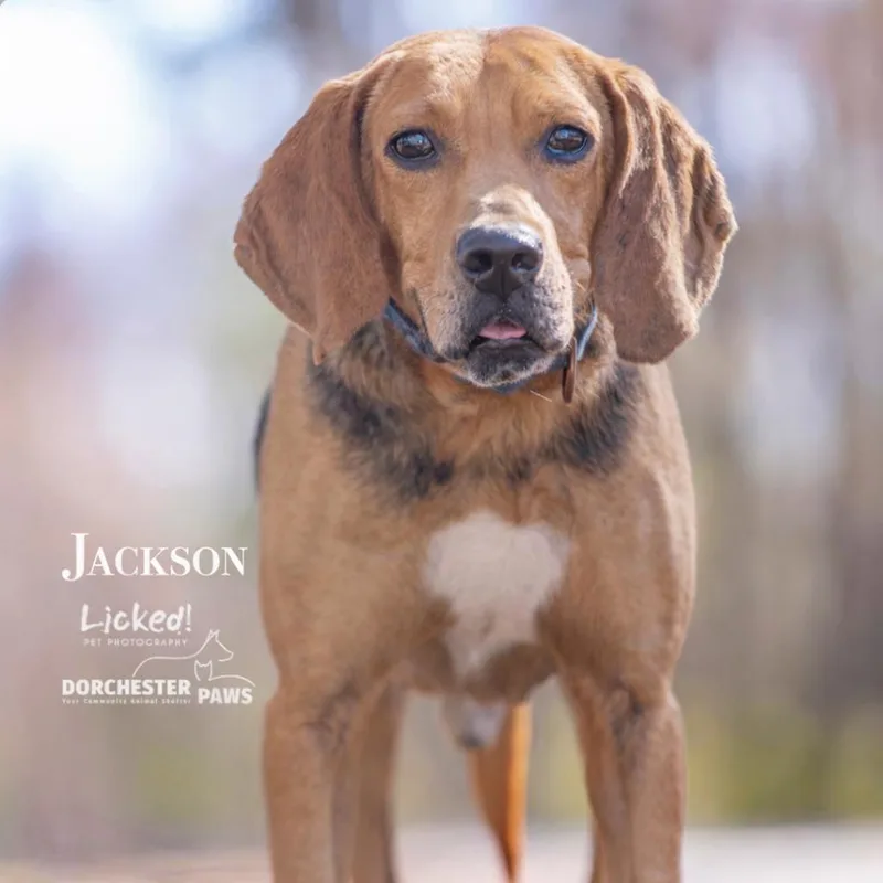 Jackson thumbnail 5