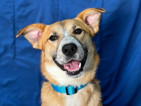 A young medium-sized female Australian Cattle Dog / Blue Heeler dog named Freya for adoption in Portland, OR