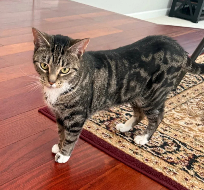 An adult medium-sized female Domestic Short Hair cat named Cupcake for adoption in Reston, VA