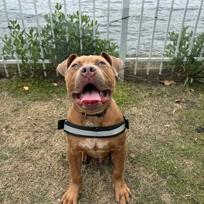 A young large-sized male Yellow / Tan / Blond / Fawn American Staffordshire Terrier dog named Chalupa for adoption in Zuni, VA