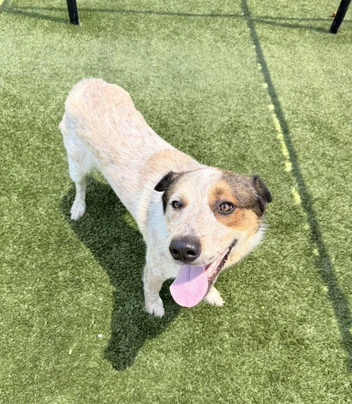 A young medium-sized male Bluetick Coonhound dog named Lefty for adoption in Hilton Head Island, SC