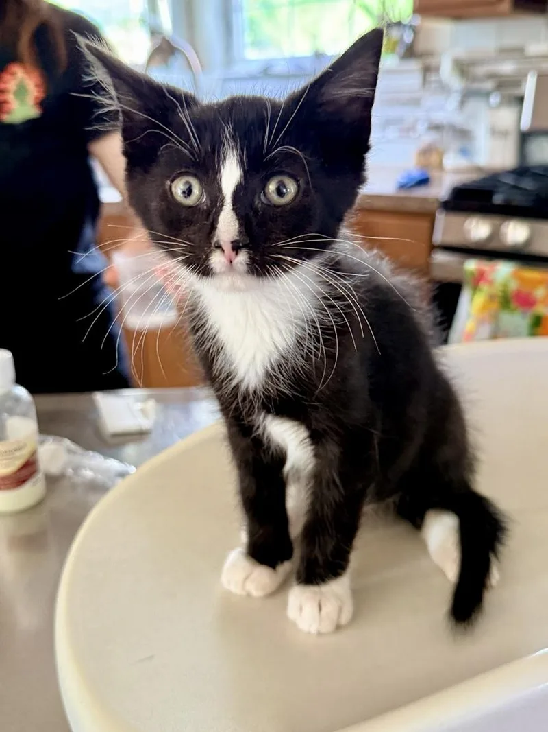 A young medium-sized male Black & White / Tuxedo Tuxedo cat named Harry for adoption in Manchester, MD