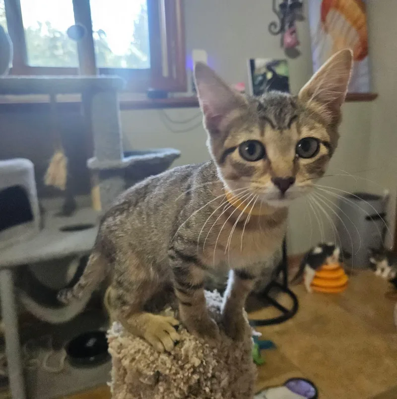 A baby medium-sized female Tabby cat named Rose for adoption in Manhattan, KS
