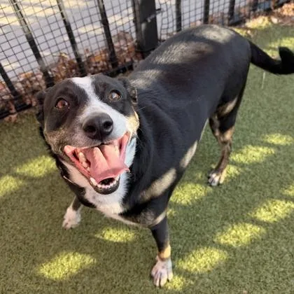 An adult medium-sized male Australian Shepherd dog named Baxter for adoption in Merriam, KS