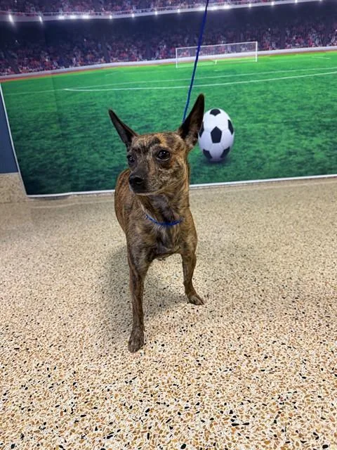 A young small-sized female Chihuahua dog named Winnie for adoption in Miami, FL