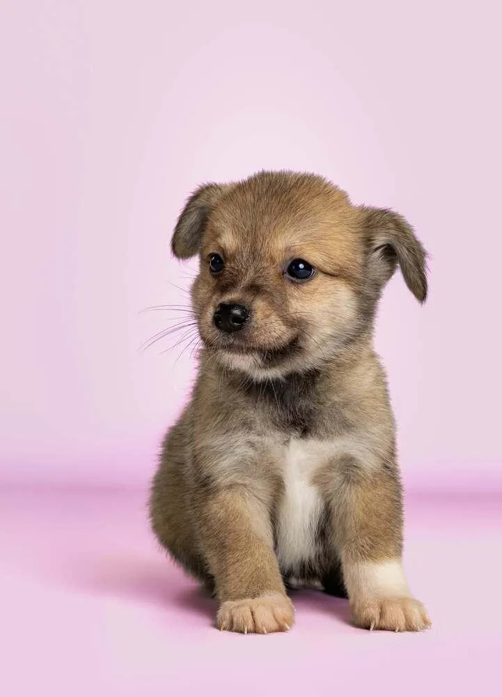 An adult medium-sized female Tricolor (Brown, Black, & White) Rat Terrier dog named Sangria for adoption in Wolcott, CT