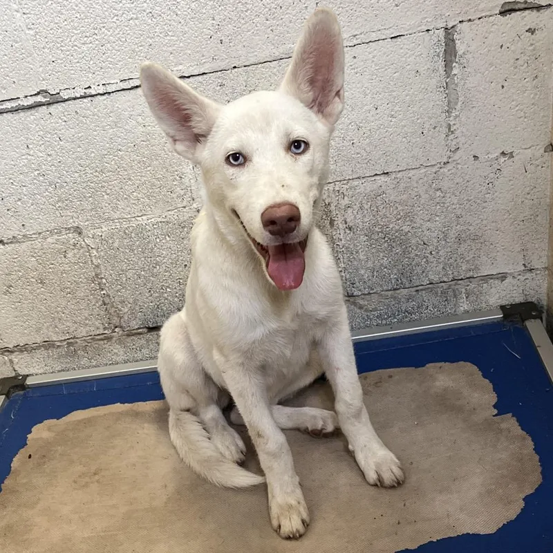 A young medium-sized female White / Cream Shepherd dog named Nezuko for adoption in Edinburg, TX