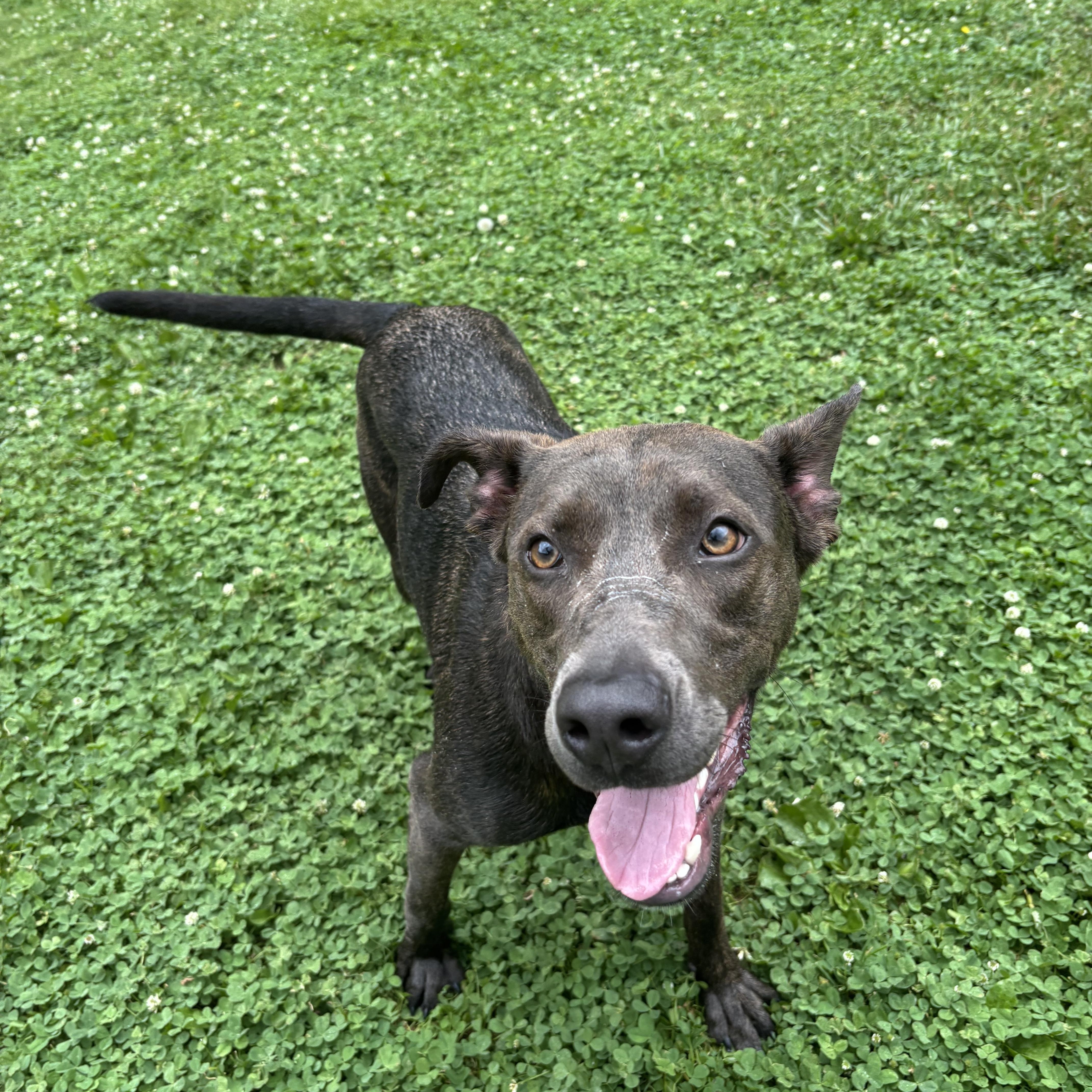 A young medium-sized female Brindle Mixed Breed dog named Chloe for adoption in Circleville, OH