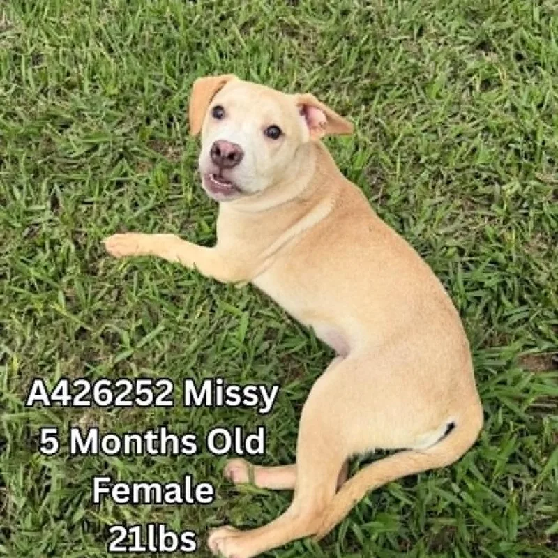 A baby small-sized female Yellow / Tan / Blond / Fawn American Staffordshire Terrier dog named Missy for adoption in Tomah, WI