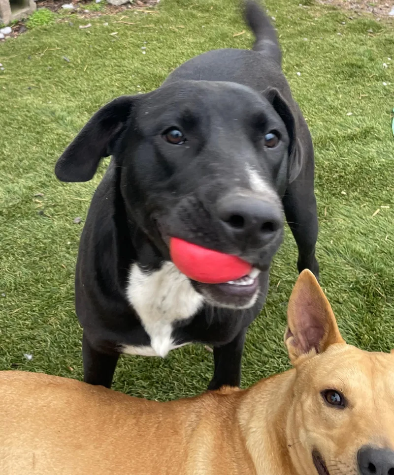 Banjo Bliss thumbnail 2