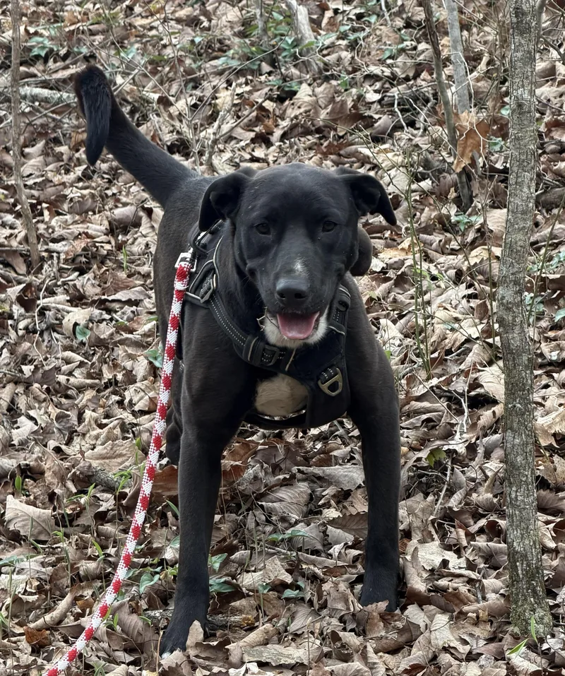 Banjo Bliss thumbnail 3