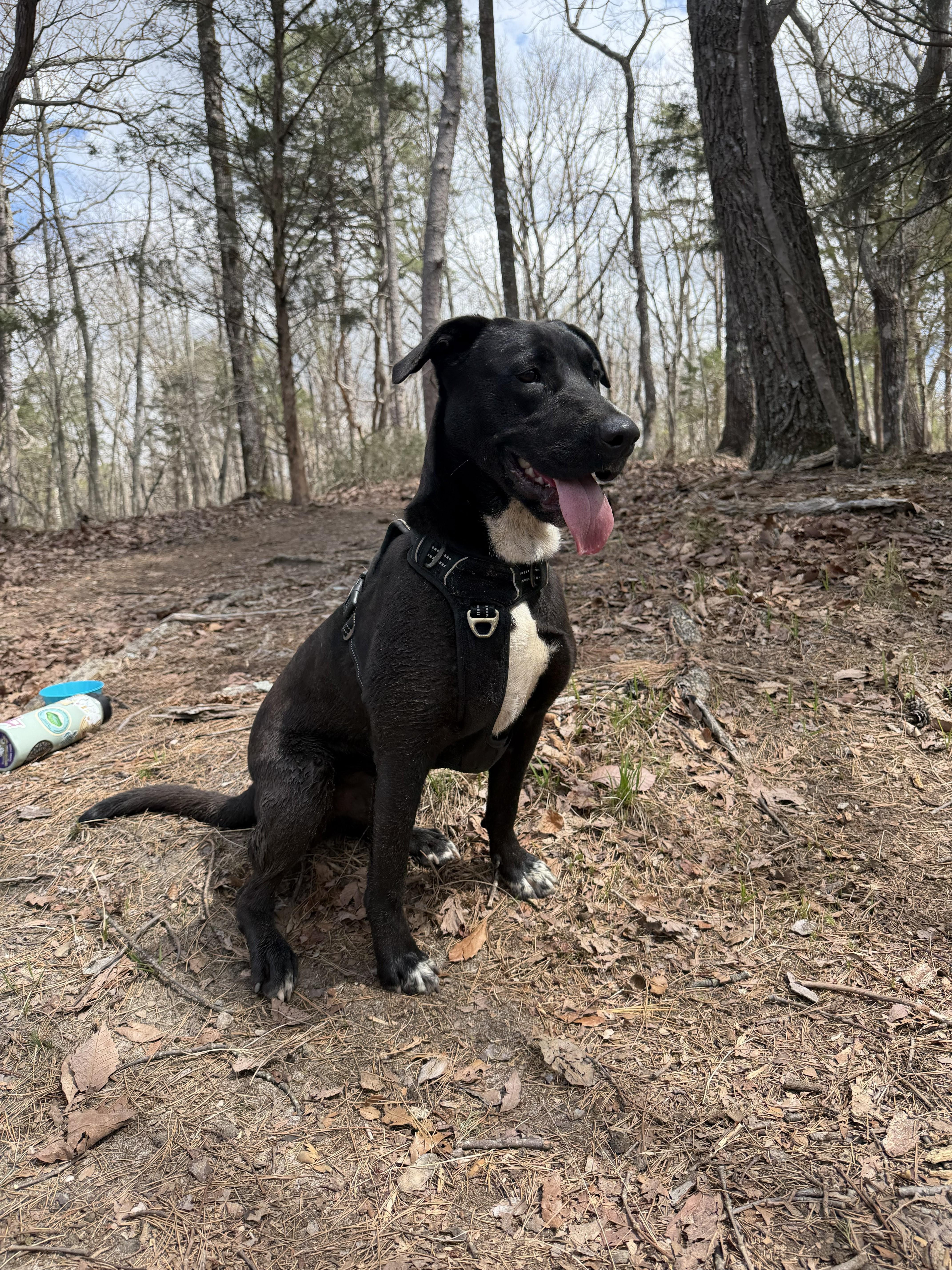 Banjo Bliss thumbnail 4