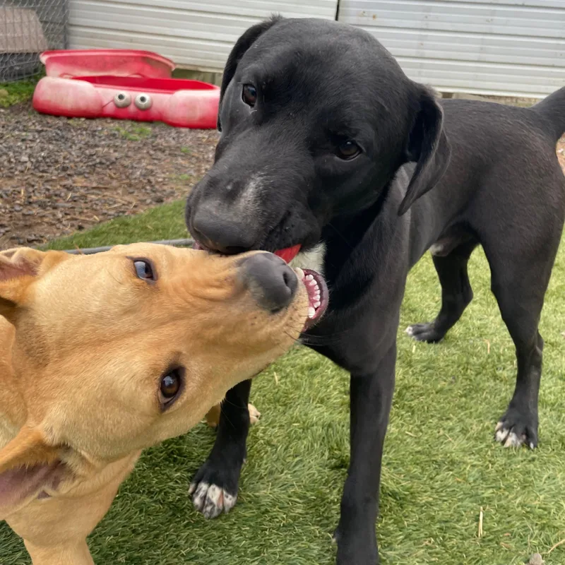 Banjo Bliss thumbnail 5