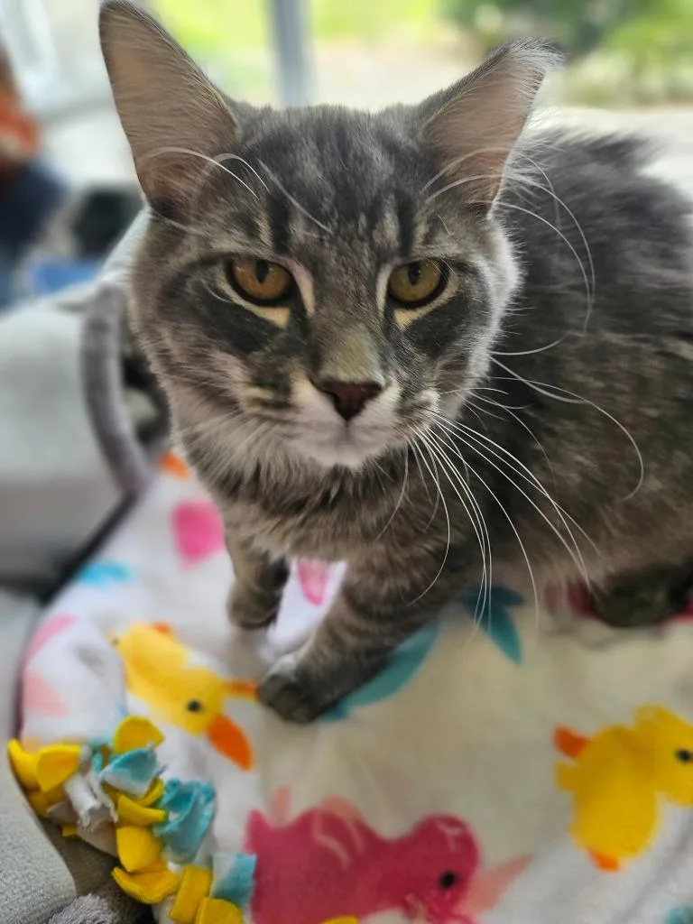 A young medium-sized male Domestic Short Hair cat named Squeak for adoption in Johnson City, TN