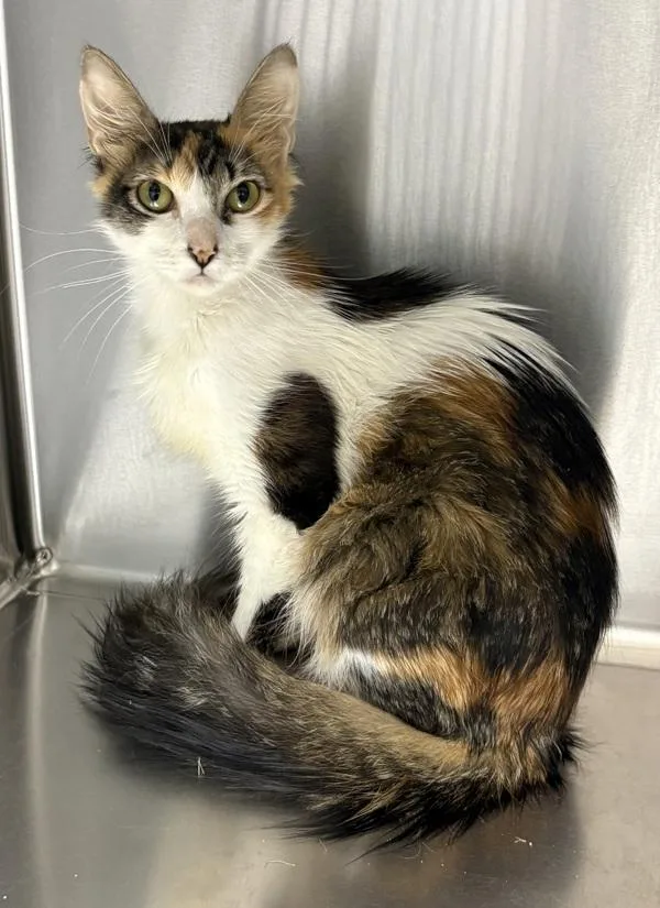 A young small-sized female Domestic Short Hair cat named Fm Stormy for adoption in Lawrenceville, GA