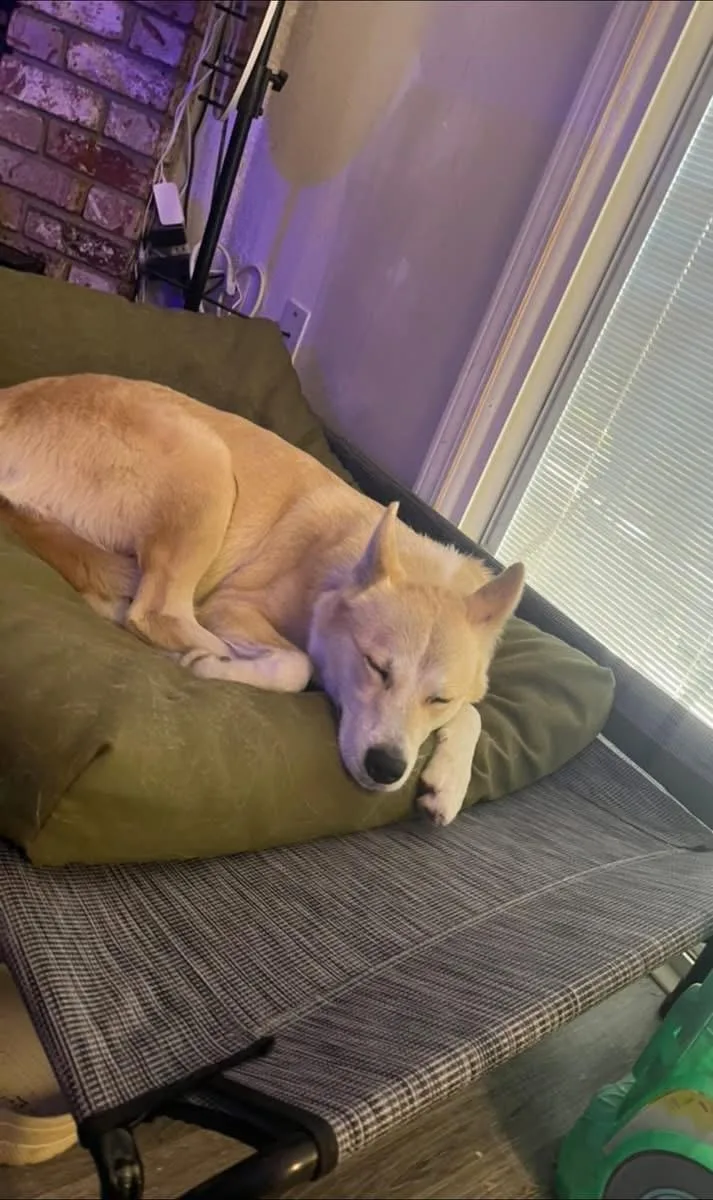 An adult medium-sized female Yellow / Tan / Blond / Fawn Jindo dog named Jindogirl for adoption in Wells, NV