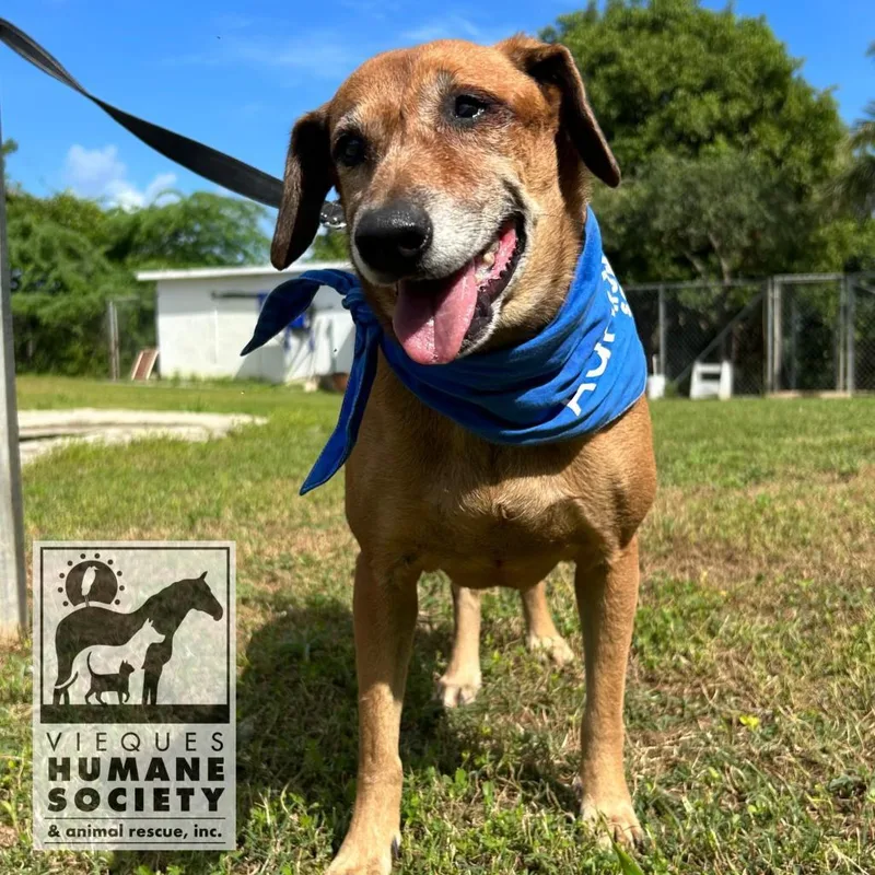 Venus Williams thumbnail 4