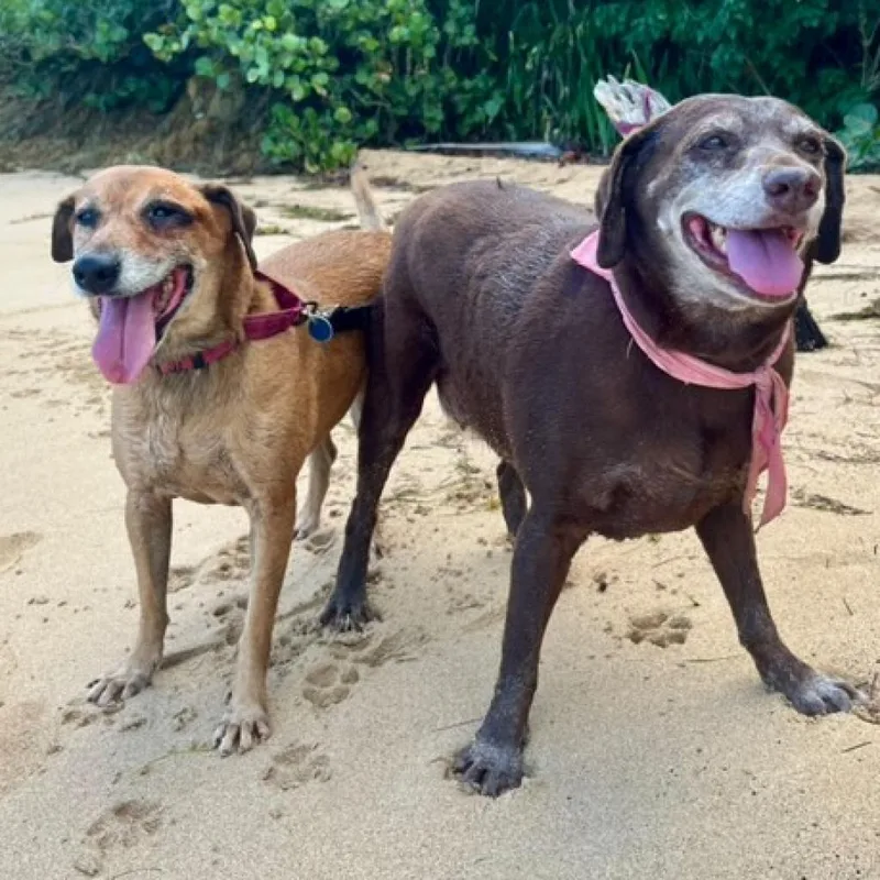 Venus Williams thumbnail 6