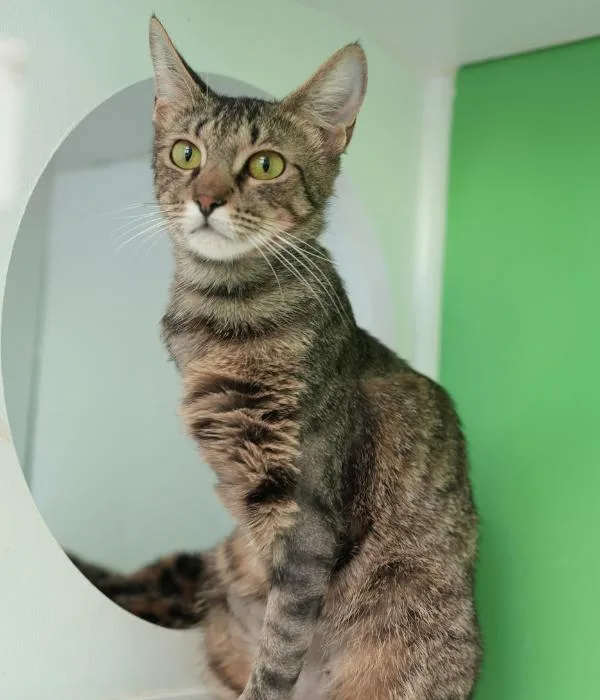 An adult medium-sized female Tabby (Brown / Chocolate) Domestic Short Hair cat named Penelope for adoption in Marietta, GA