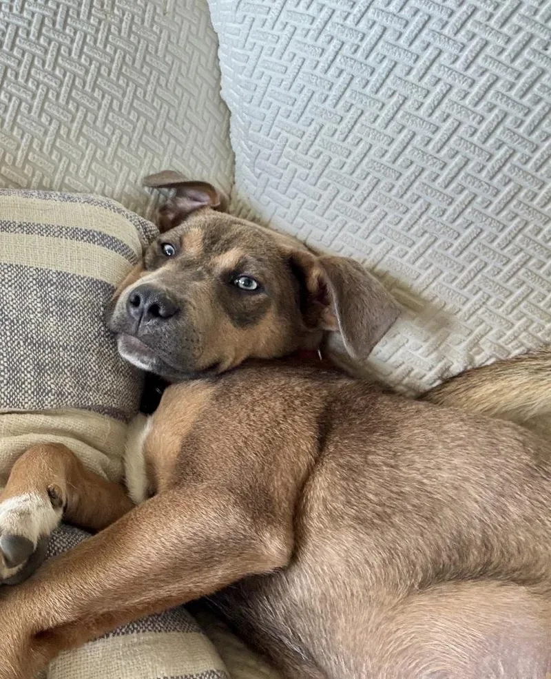 Snickerdoodle