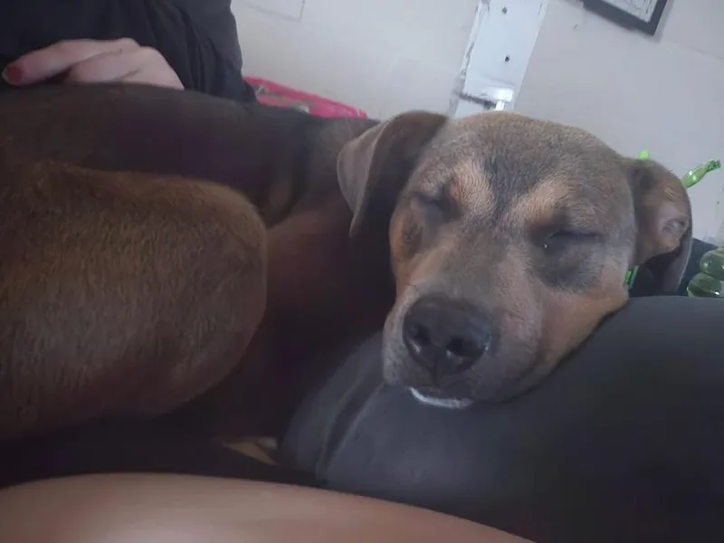Snickerdoodle thumbnail 3