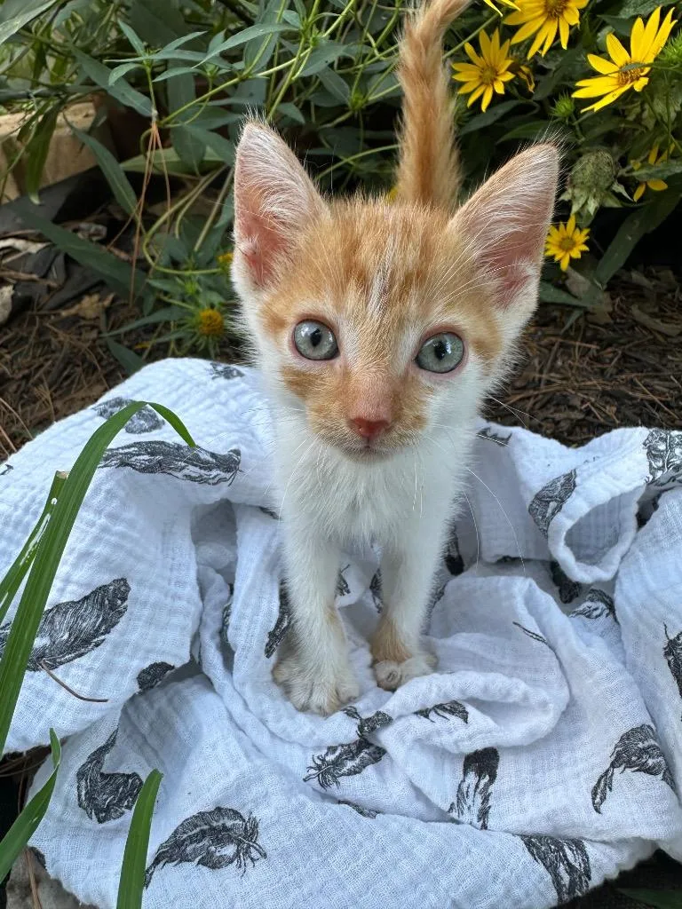 A baby medium-sized male Domestic Short Hair cat named Jelly bean for adoption in Little Rock, AR