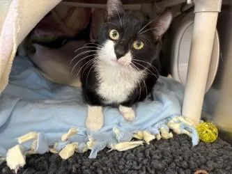 An adult small-sized male Domestic Short Hair cat named Flapjack for adoption in Scotia, NY